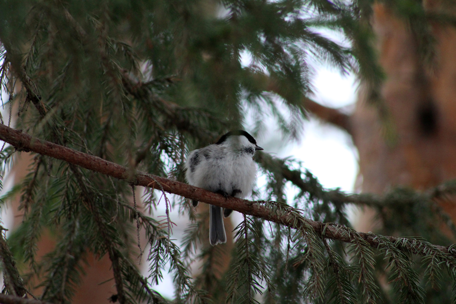 Spring walk in the forest - My, Spring, Birds, The photo, Longpost