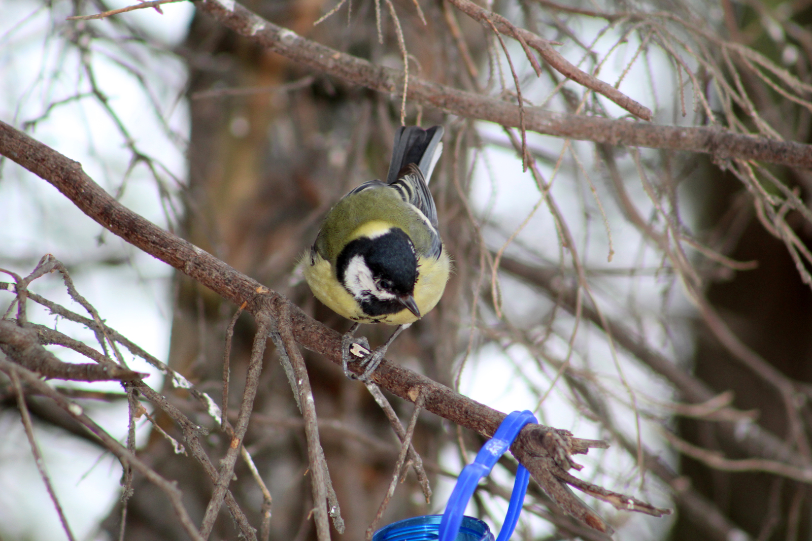 Spring walk in the forest - My, Spring, Birds, The photo, Longpost