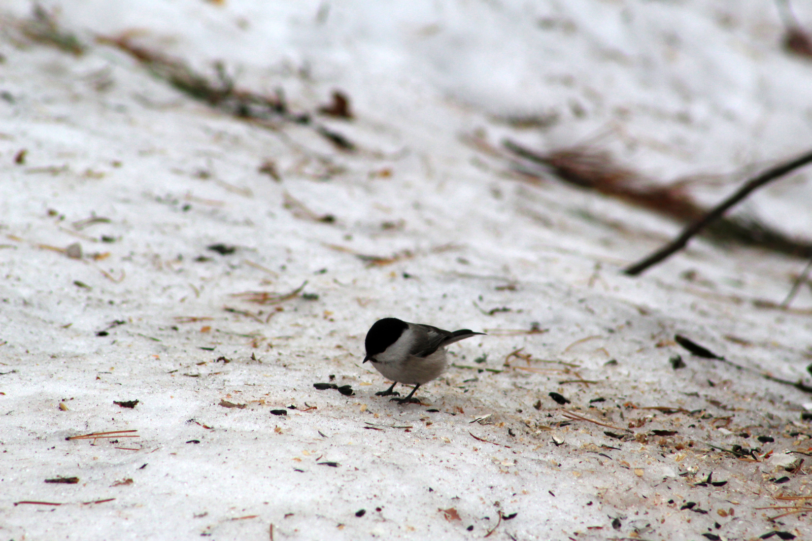 Spring walk in the forest - My, Spring, Birds, The photo, Longpost