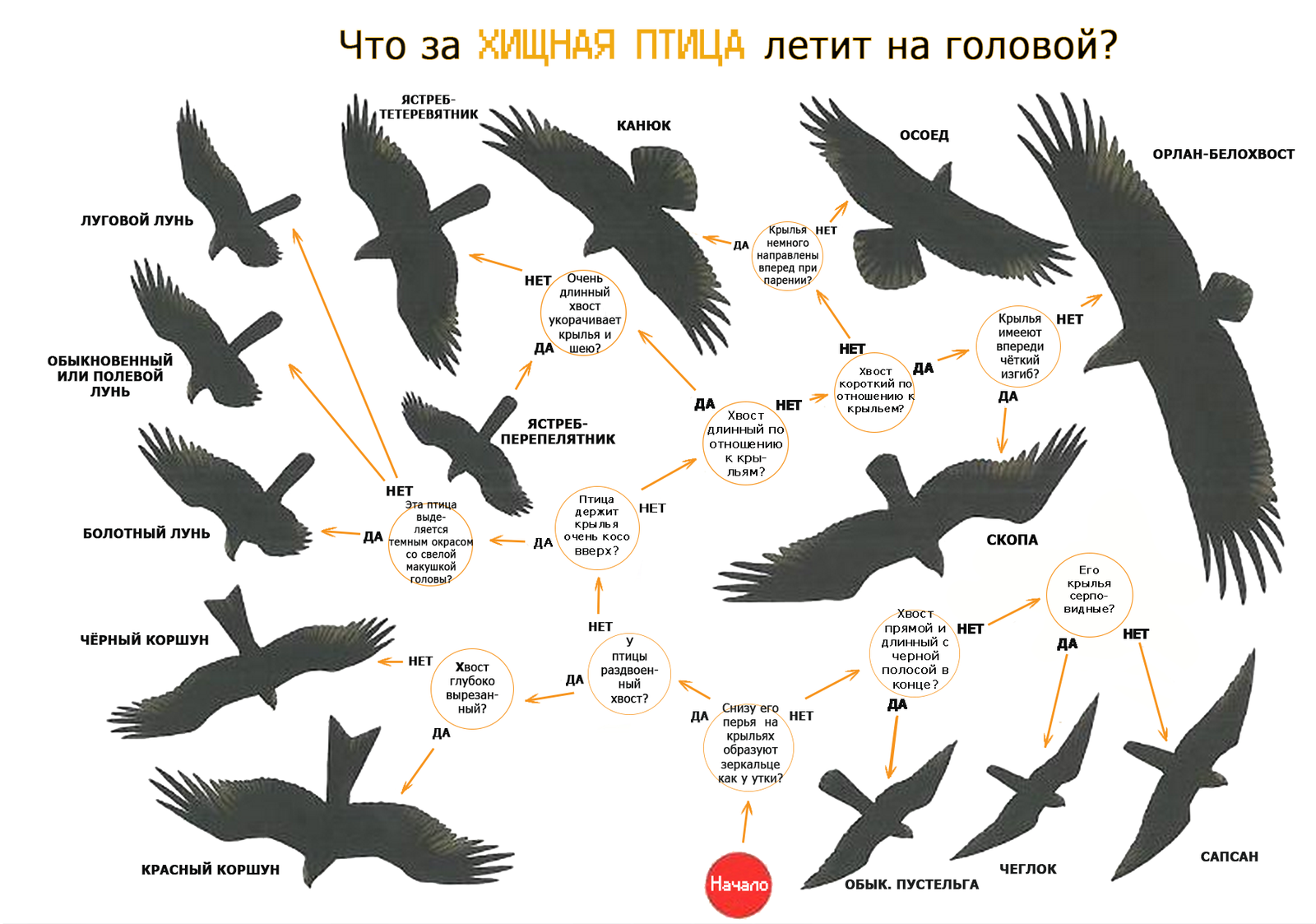 Весьма интересная и полезная шпаргалка для любителей птиц) | Пикабу