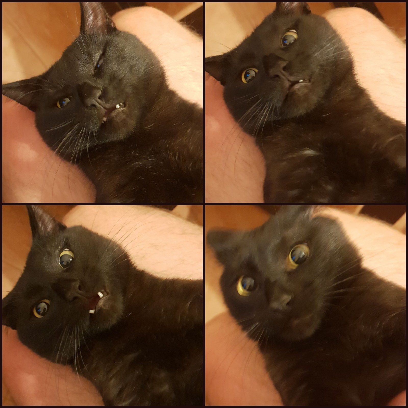 Demon )) - My, cat, Pets