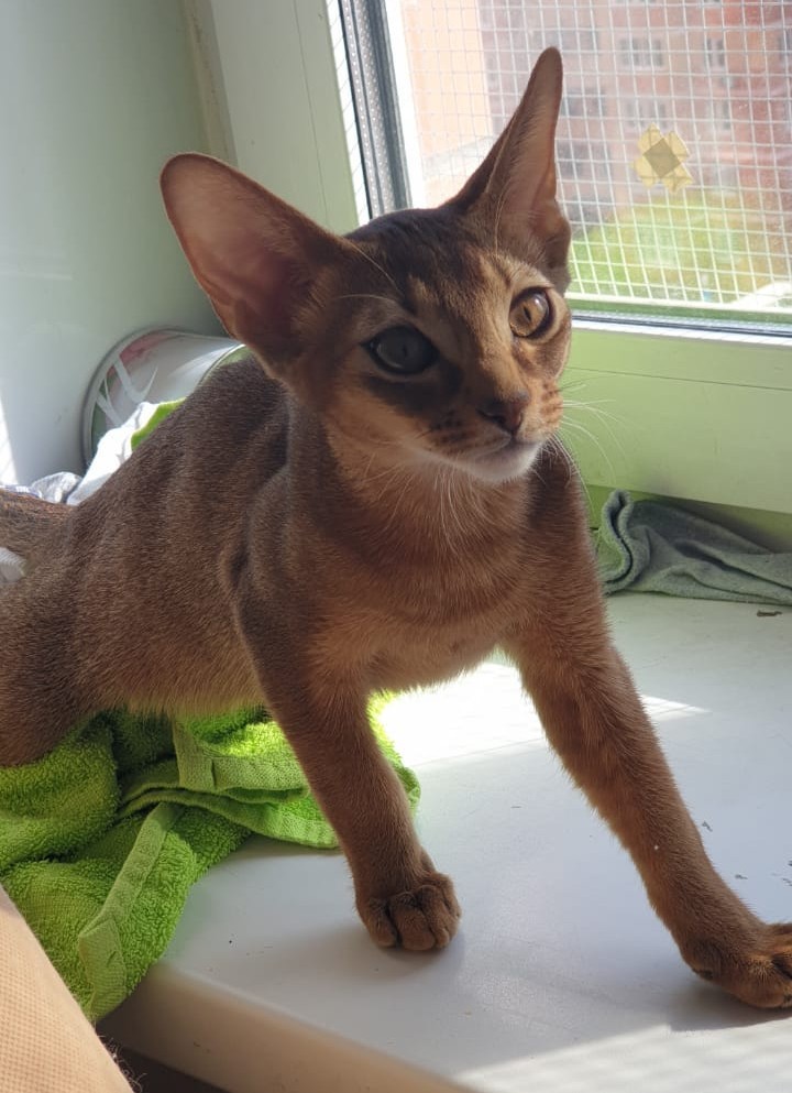 Abyssinian baby in your feed - My, cat, Kittens, , Longpost, Abyssinian cat, Pets