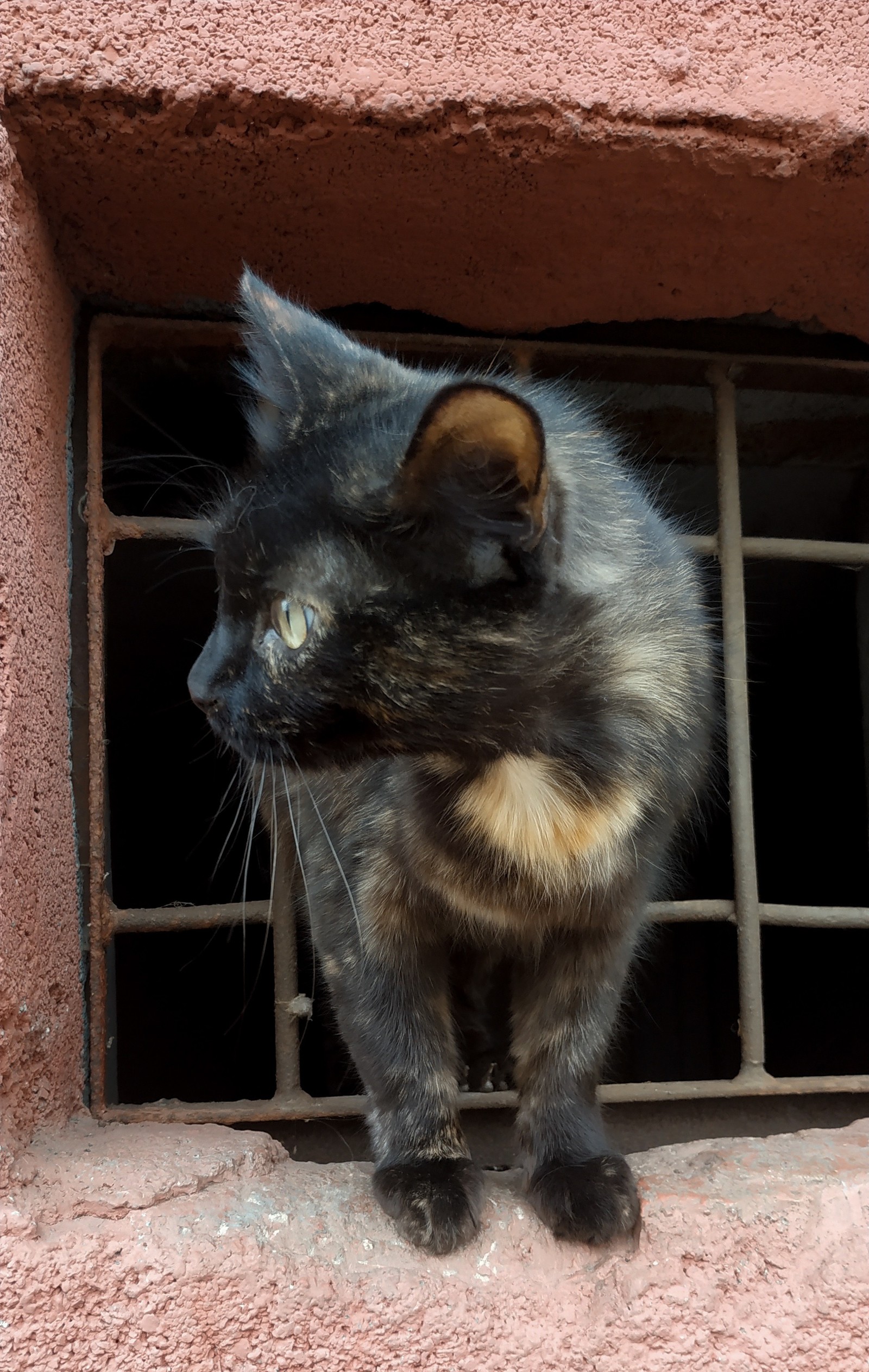 Little waif - My, cat, Minsk, The photo, Longpost