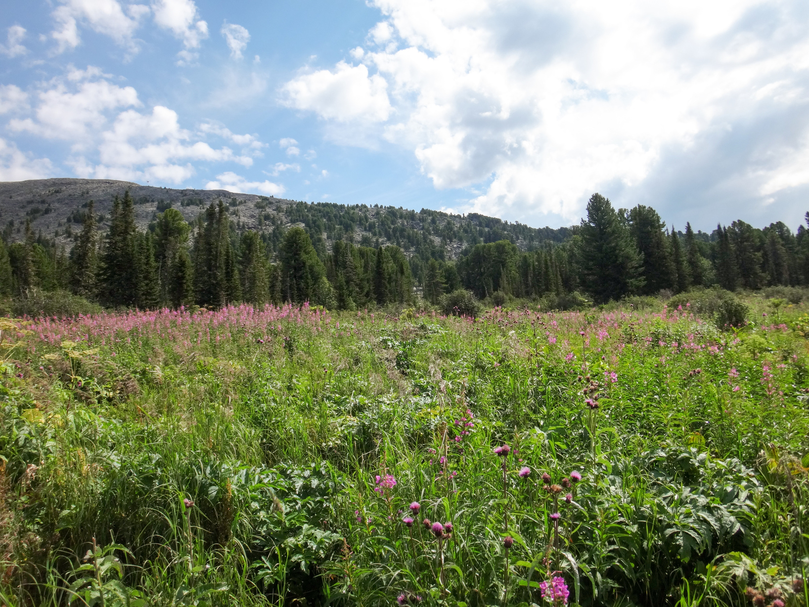 Horseback riding in Altai. - My, Mountain Altai, Horses, Hike, The photo, Longpost, Altai Republic