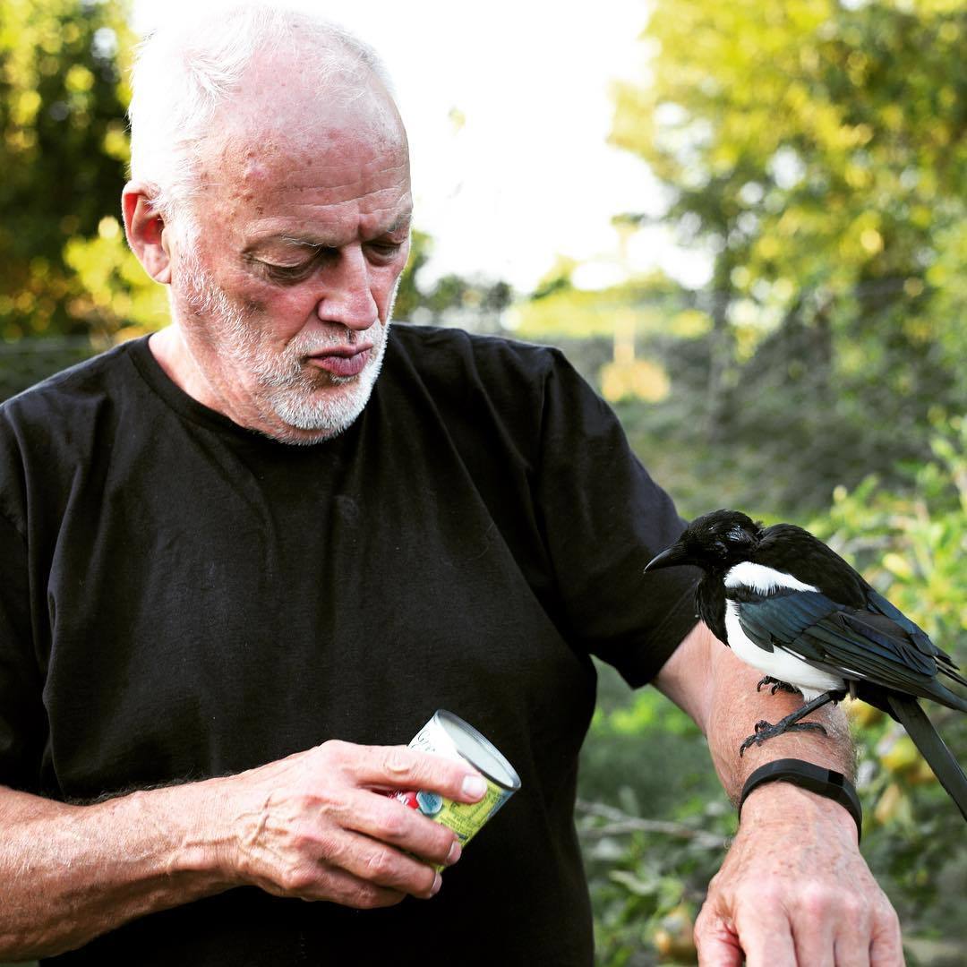 David Gilmour and Magpie - Pink floyd, , Magpie, Longpost, David Gilmour