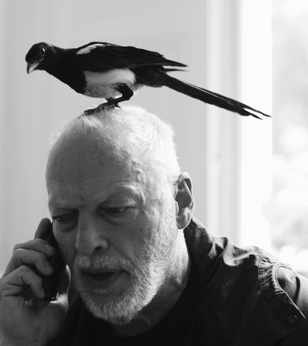 David Gilmour and Magpie - Pink floyd, , Magpie, Longpost, David Gilmour