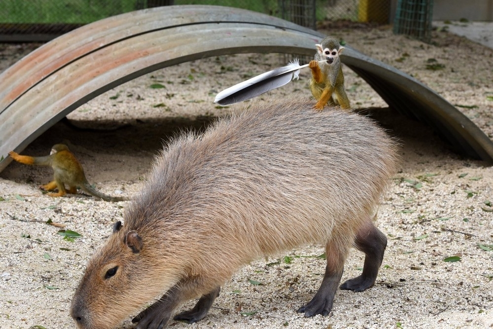 Oh, I'm rolling - Capybara, Monkey, Rider, Riders