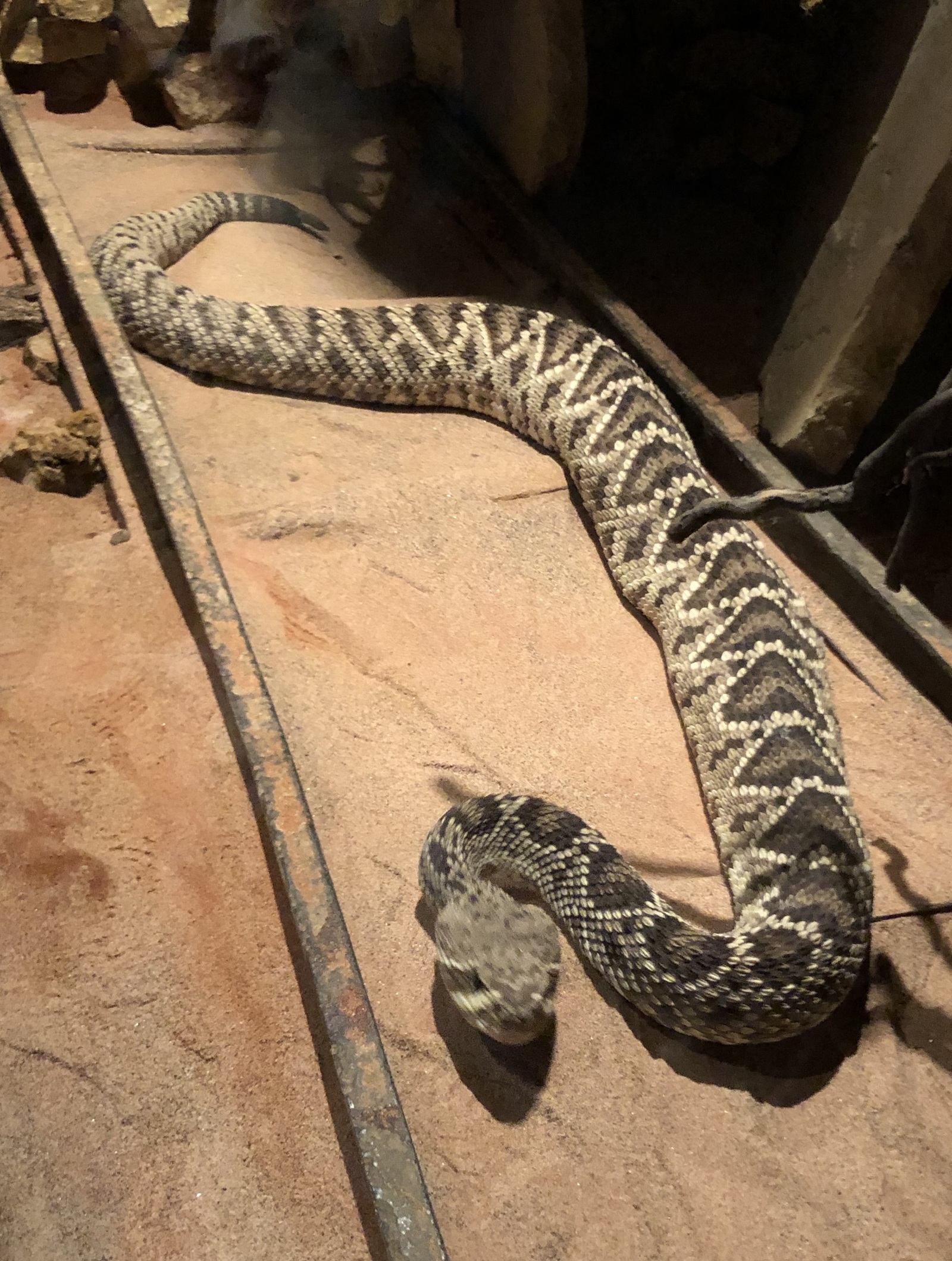 Skansen Terrarium - My, Snake, Insects, Lizard, Nature, Aquarium, Terrarium, Natural history, Animals, Longpost