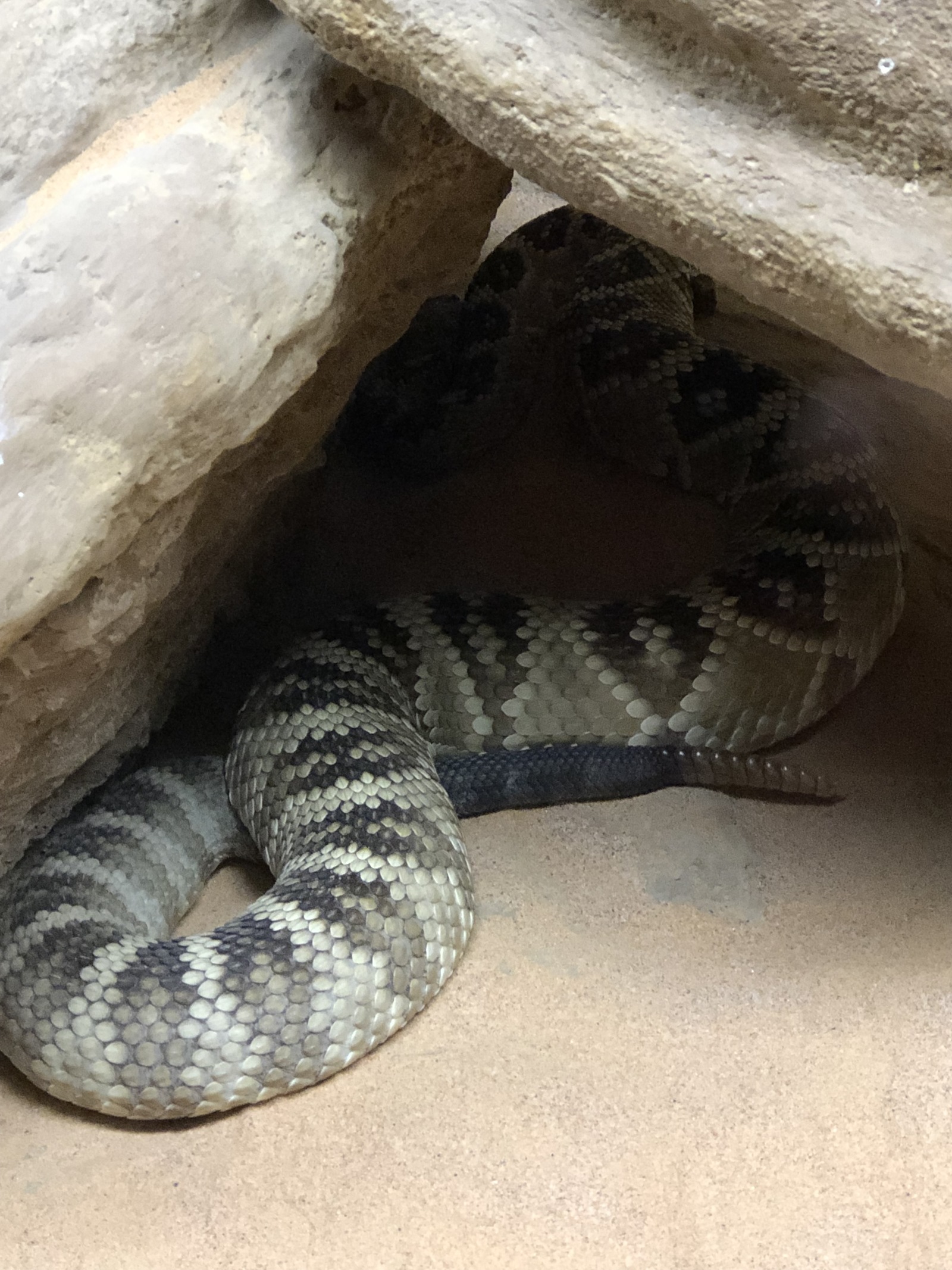 Skansen Terrarium - My, Snake, Insects, Lizard, Nature, Aquarium, Terrarium, Natural history, Animals, Longpost