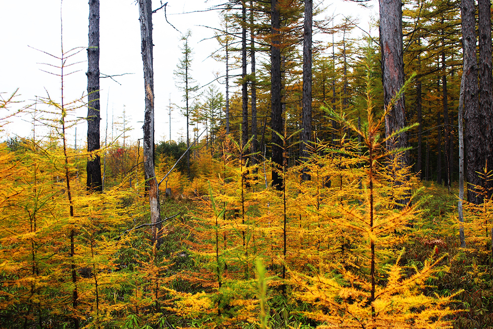 Nature of the Tatar Strait - My, Nature, The nature of Russia, Tatar Strait, Longpost