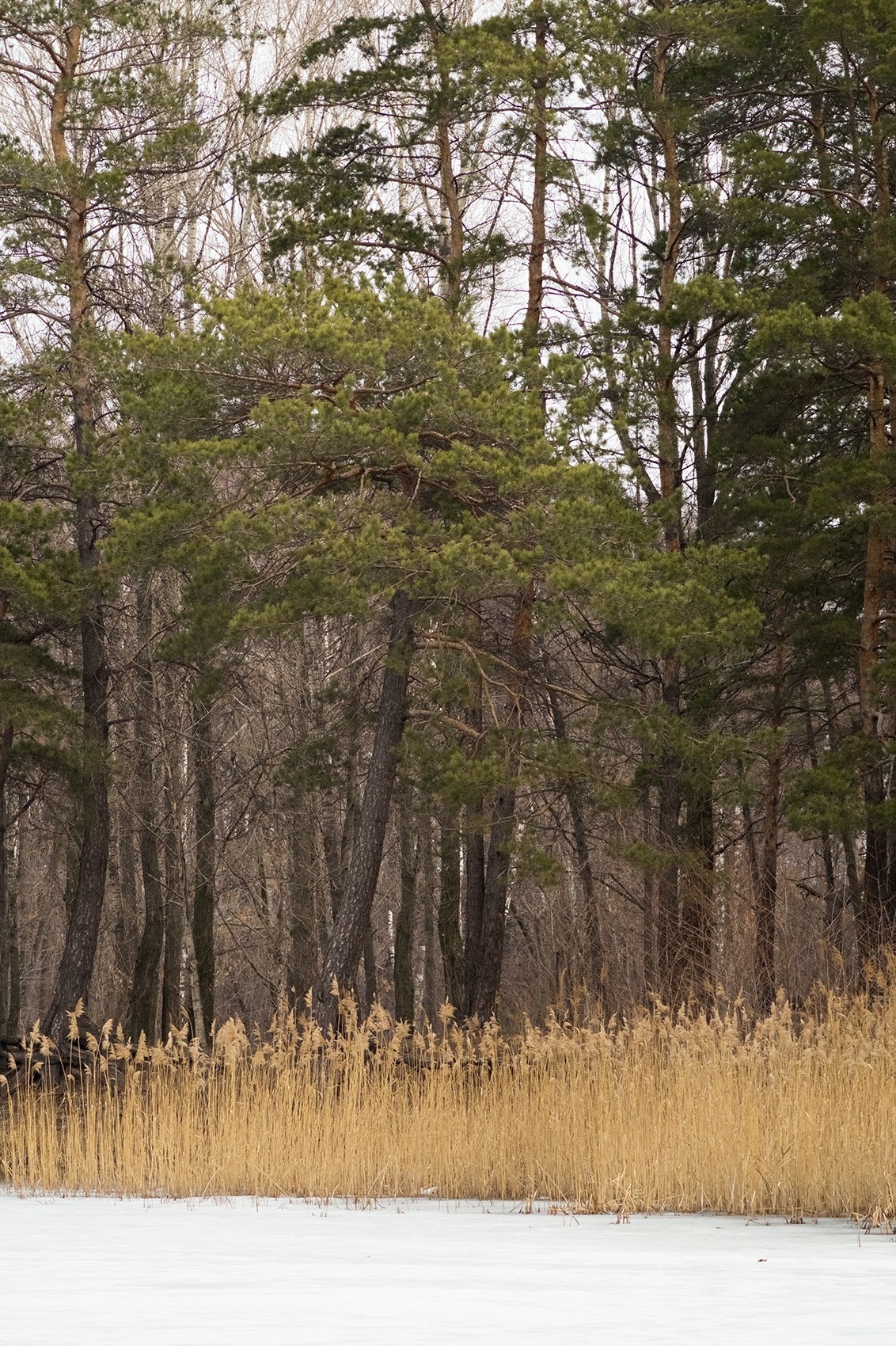 Spring in the forest - My, The photo, Landscape, Forest, Spring, Pine, Sony a58, Minolta 100-300