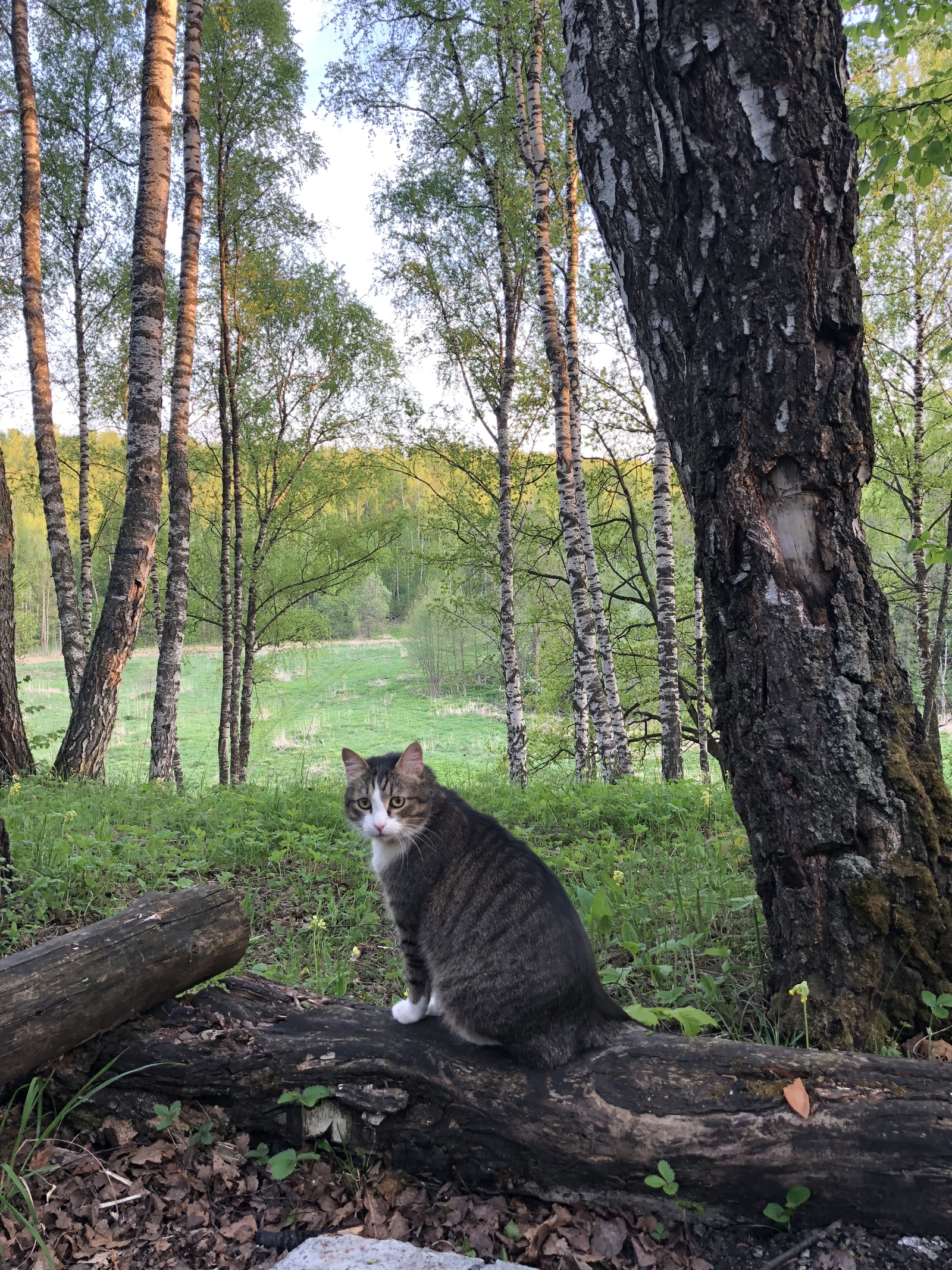 Rus - My, Rus, Nature, cat