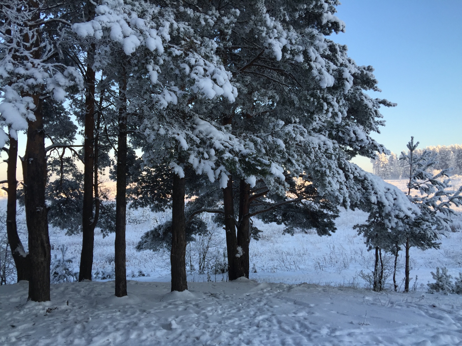 This amazing winter! - The photo, Winter, Longpost, Nature, The park