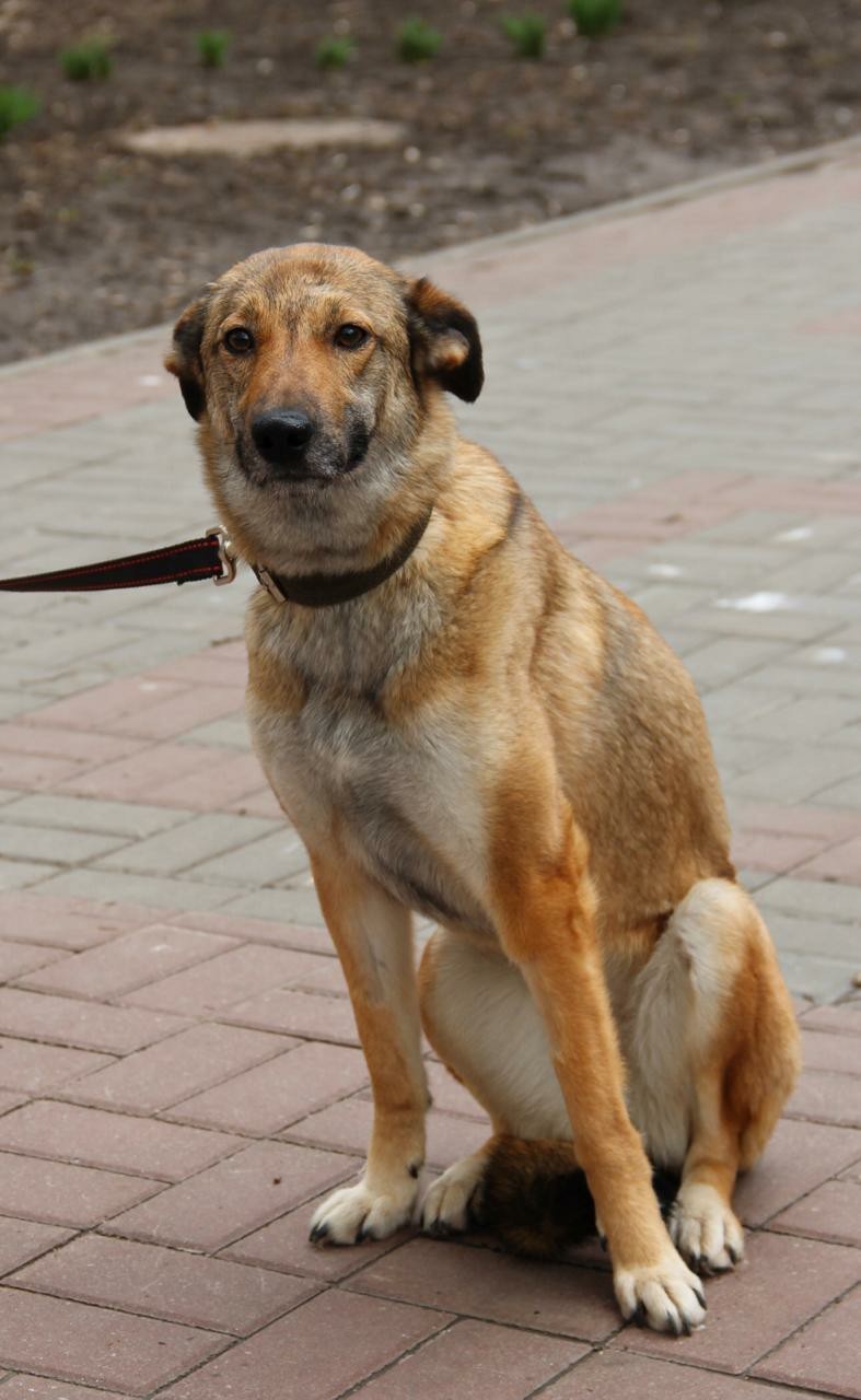 Another story about a dog. Rostov-on-Don - My, Animals, Longpost, Dog, In good hands, Help, Rostov-on-Don, Helping animals