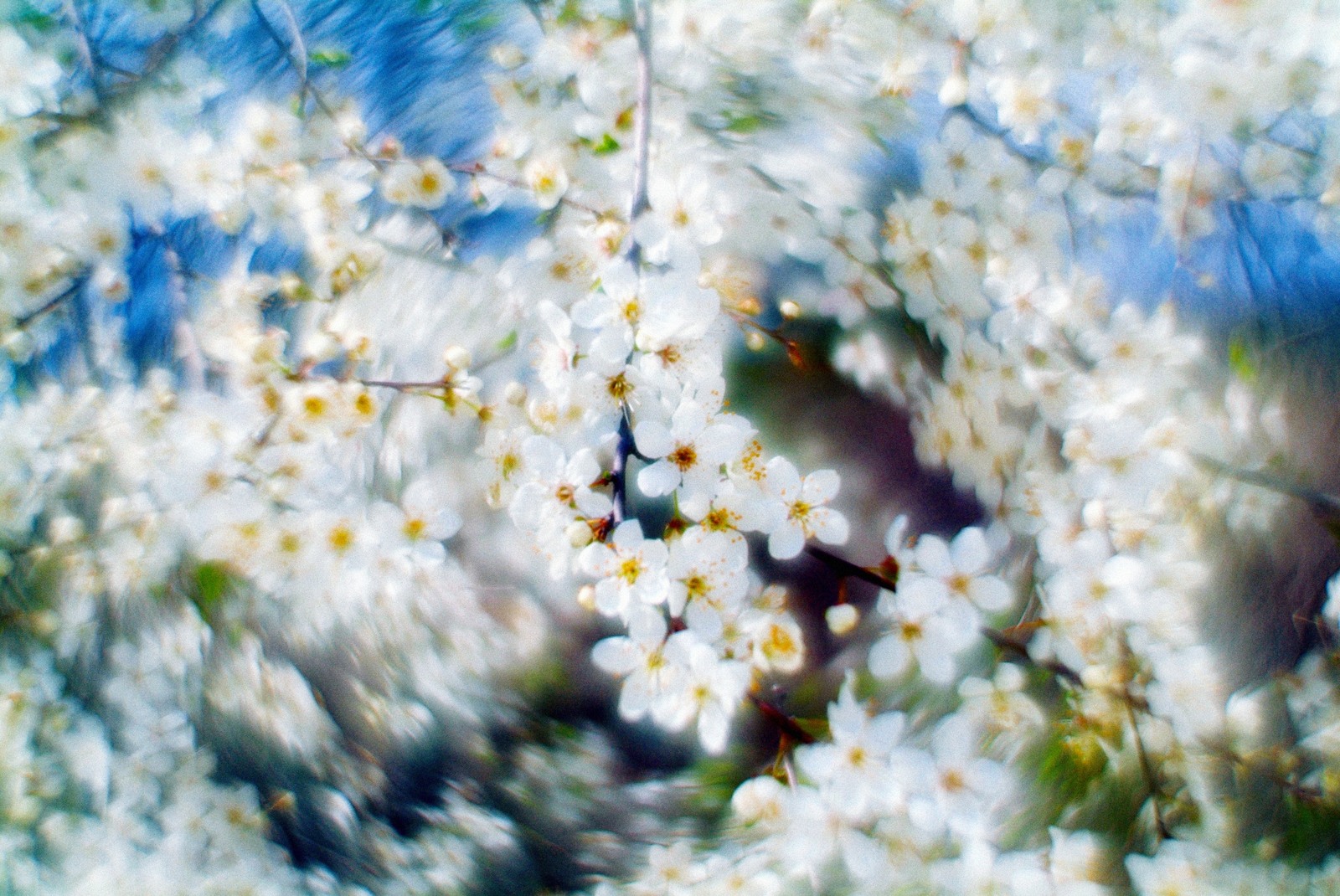 flower swirl - My, The photo, Nature, Spring, Flowers