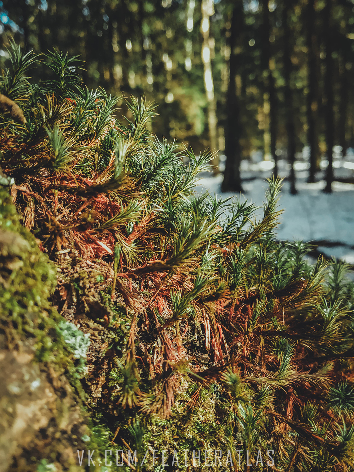 Leaving winter - My, Featheratlas, Nature, The photo, Forest, Spring, Longpost