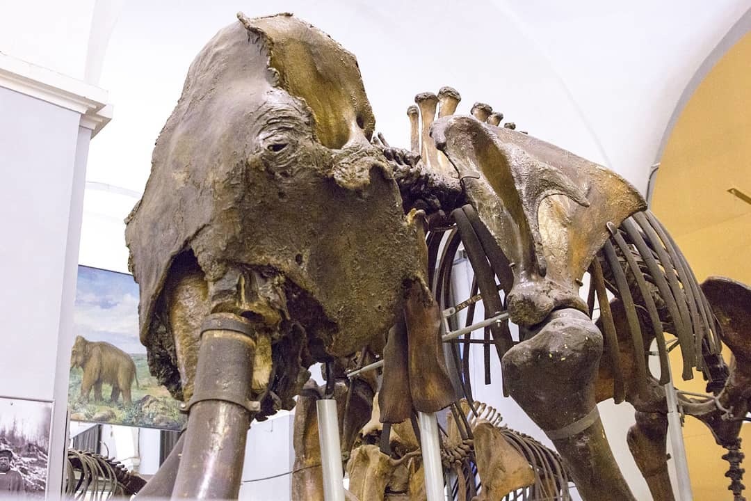 Mammoth Adams. - My, Mammoth, Story, Paleontology, Museum, Saint Petersburg, The science, Longpost