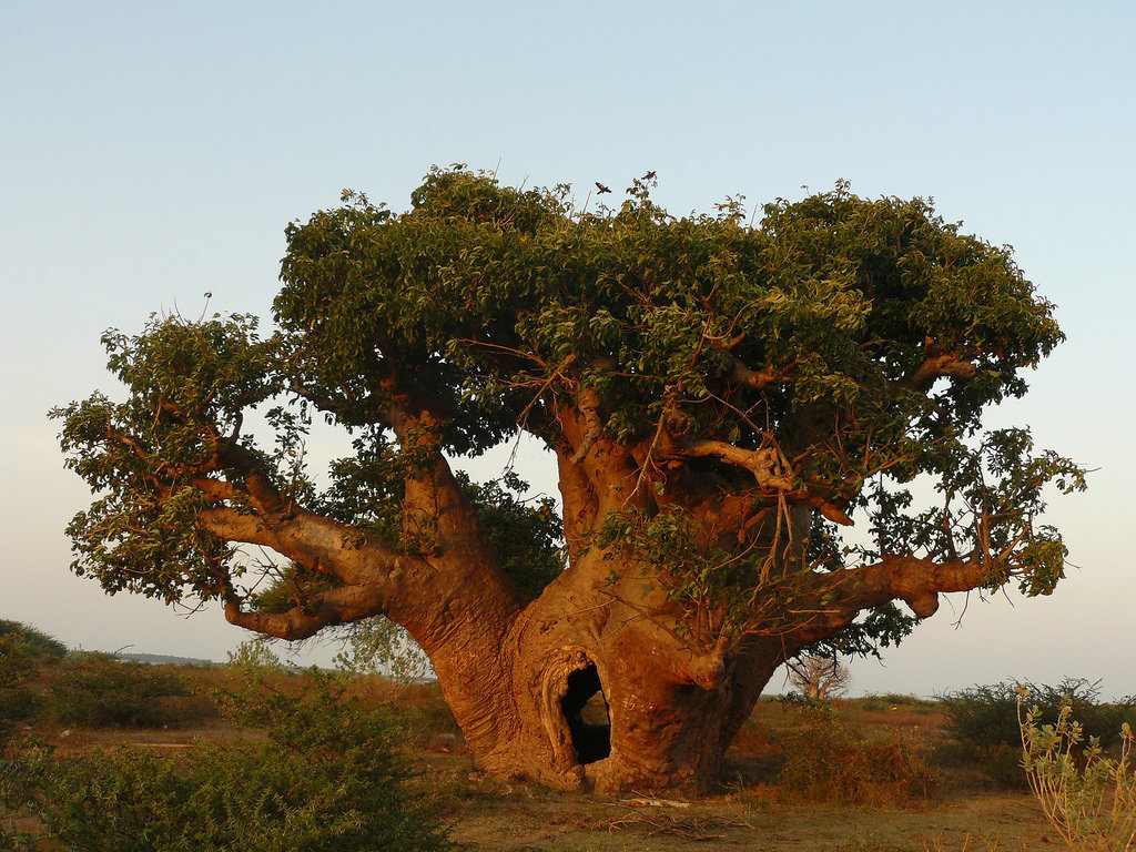 Random Geography. Part 148. Senegal. - Geography, Interesting, Travels, Random geography, Longpost, Senegal