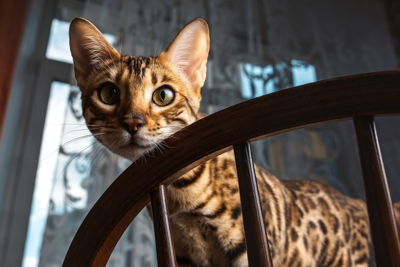 Bengal cat - My, The photo, Bengal cat, Longpost, cat, Pets