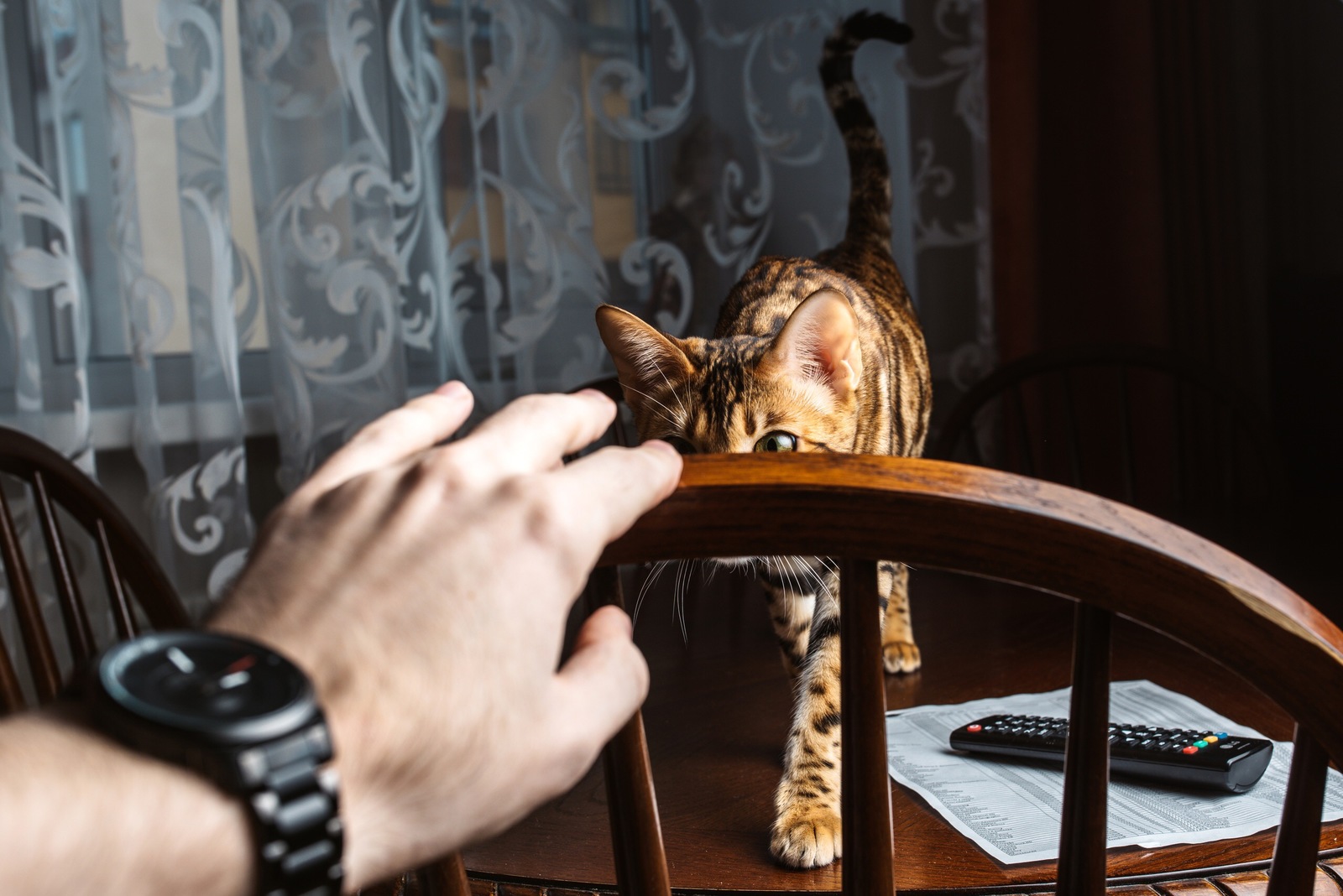 Bengal cat - My, The photo, Bengal cat, Longpost, cat, Pets