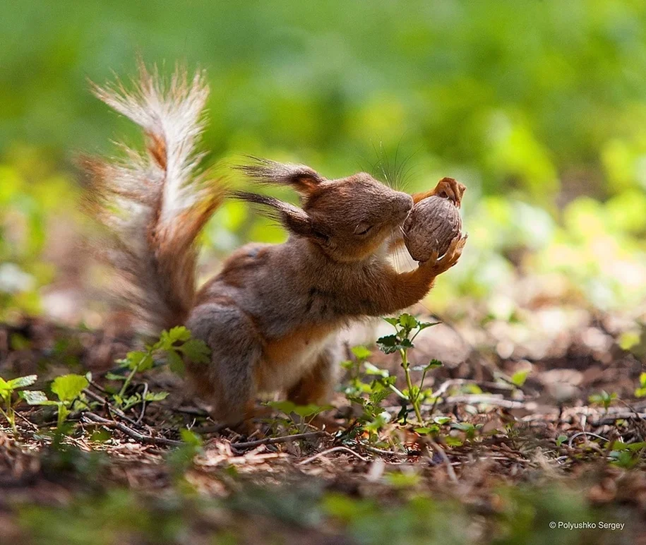 Nut - Squirrel, Nuts, Animals