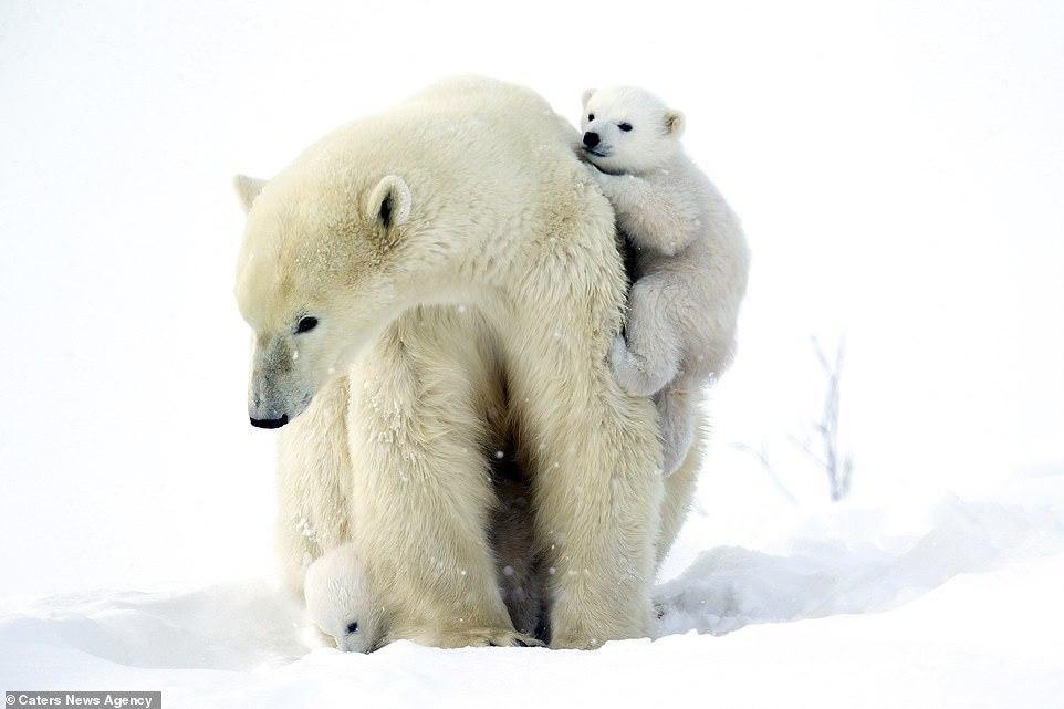 Cute 3 month old white bears play with mom - Polar bear, Bear, Longpost, The Bears