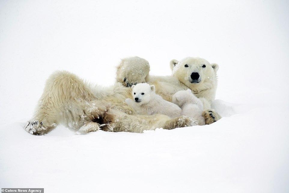 Cute 3 month old white bears play with mom - Polar bear, Bear, Longpost, The Bears