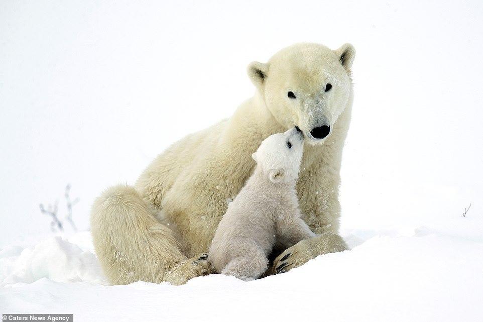 Cute 3 month old white bears play with mom - Polar bear, Bear, Longpost, The Bears