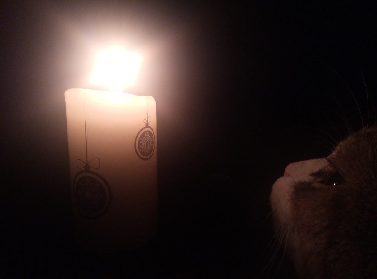 Is he conjuring - My, cat, Catomafia, Candle, Evening, The photo