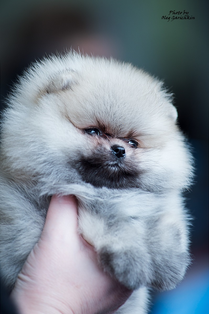 A new series of reportage shots from dog shows held in the South of Russia in 2018, enjoy watching))) - My, Dog, Dogs and people, Dog breeds, Dog show, Animalistics, Longpost, Pets