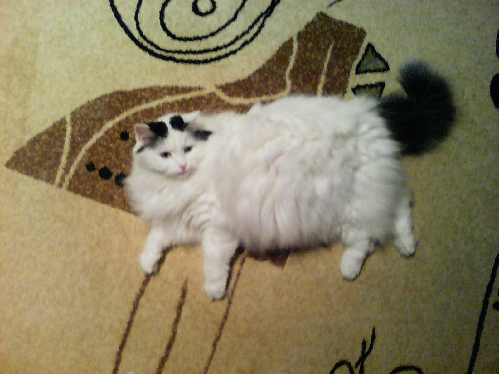 I'm not fat. - My, cat, Milota, Fluffy, Pets