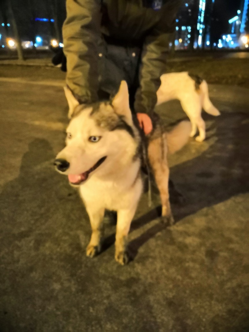 Found husky Saint Petersburg [Owner found] - No rating, Husky, Found a dog, Saint Petersburg, Longpost, Dog