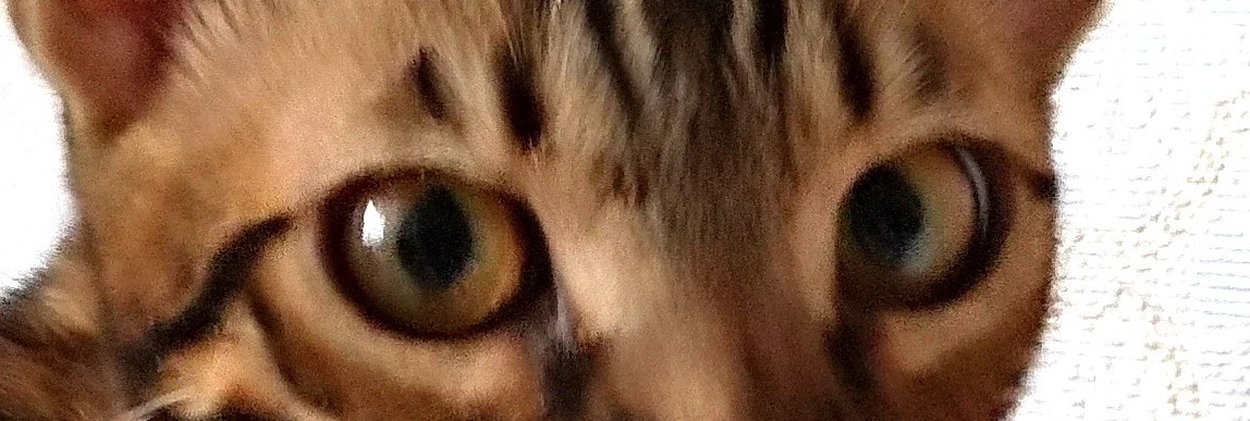 What the... - My, Longpost, cat, Bengal cat, Pets