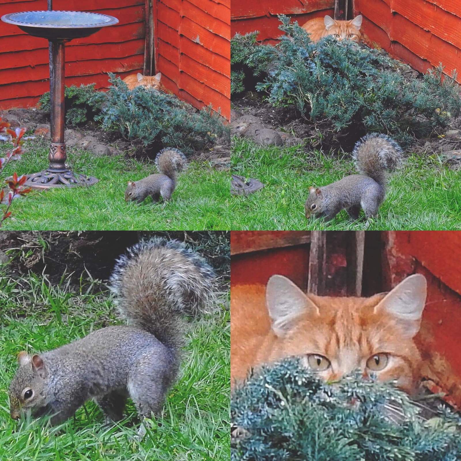 Squirrel Hunter (no squirrels were harmed) - cat, Squirrel, Hunter