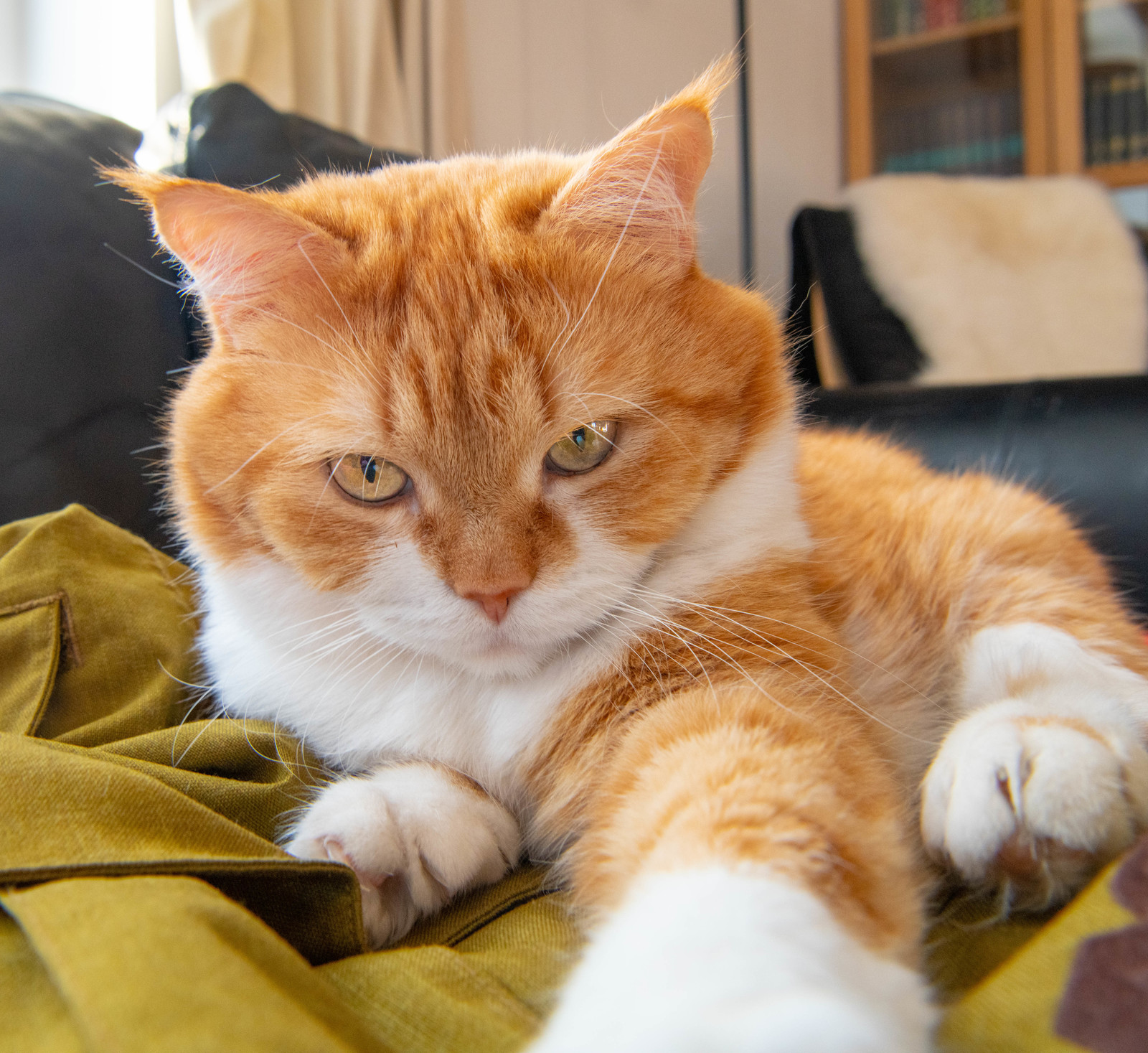 Говорите рыжего кота. Сибирская кошка рыжая короткошерстная. Европейский короткошерстный кот рыжий. Беспородные кошки рыжие. Наглый рыжий кот.