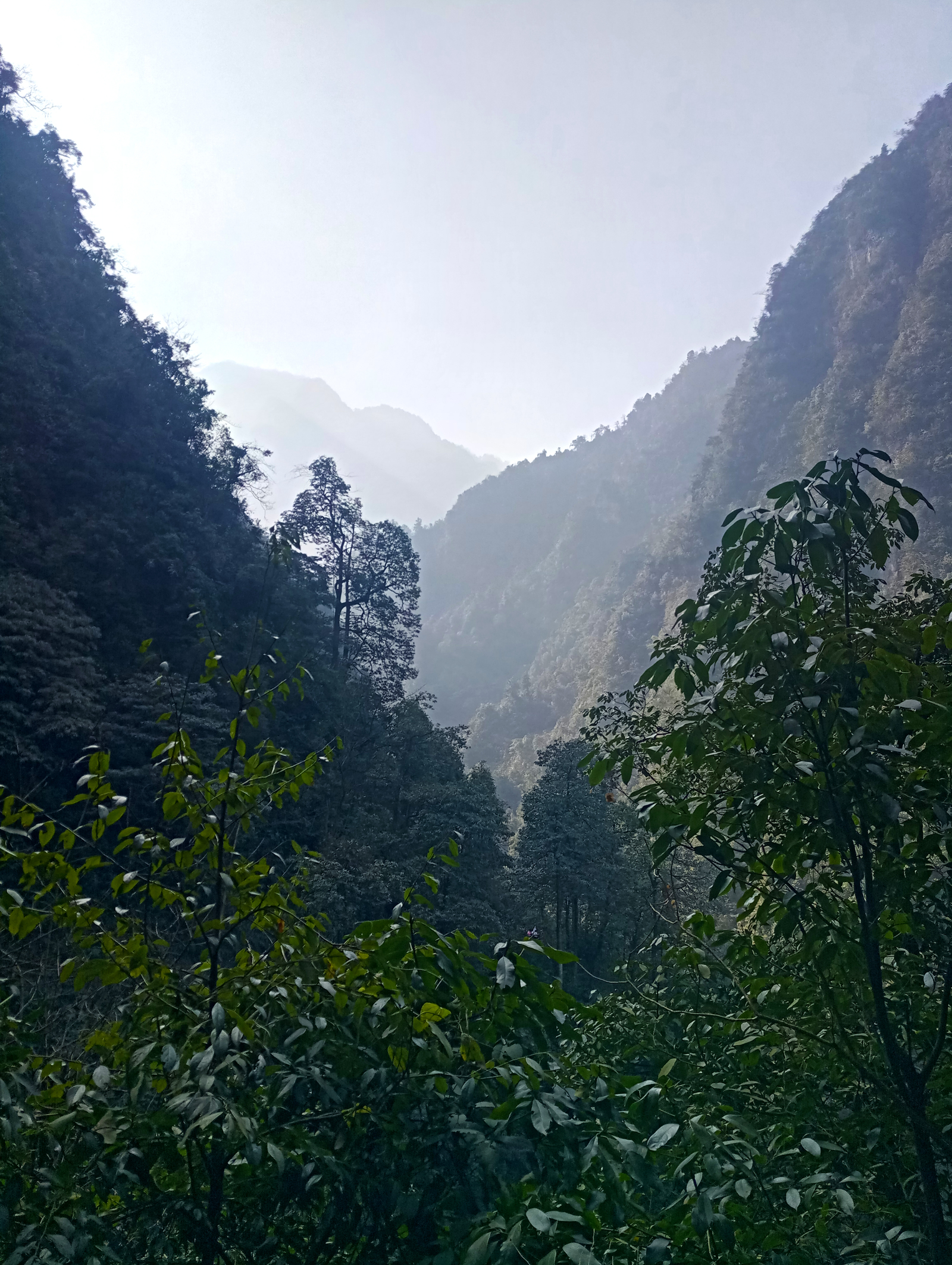 Travel in China. Sacred Mount Emeishan (Part One) - My, China, Travels, Nature, Reserve, Sichuan, UNESCO Heritage Site, Reportage, beauty, Longpost, Reserves and sanctuaries