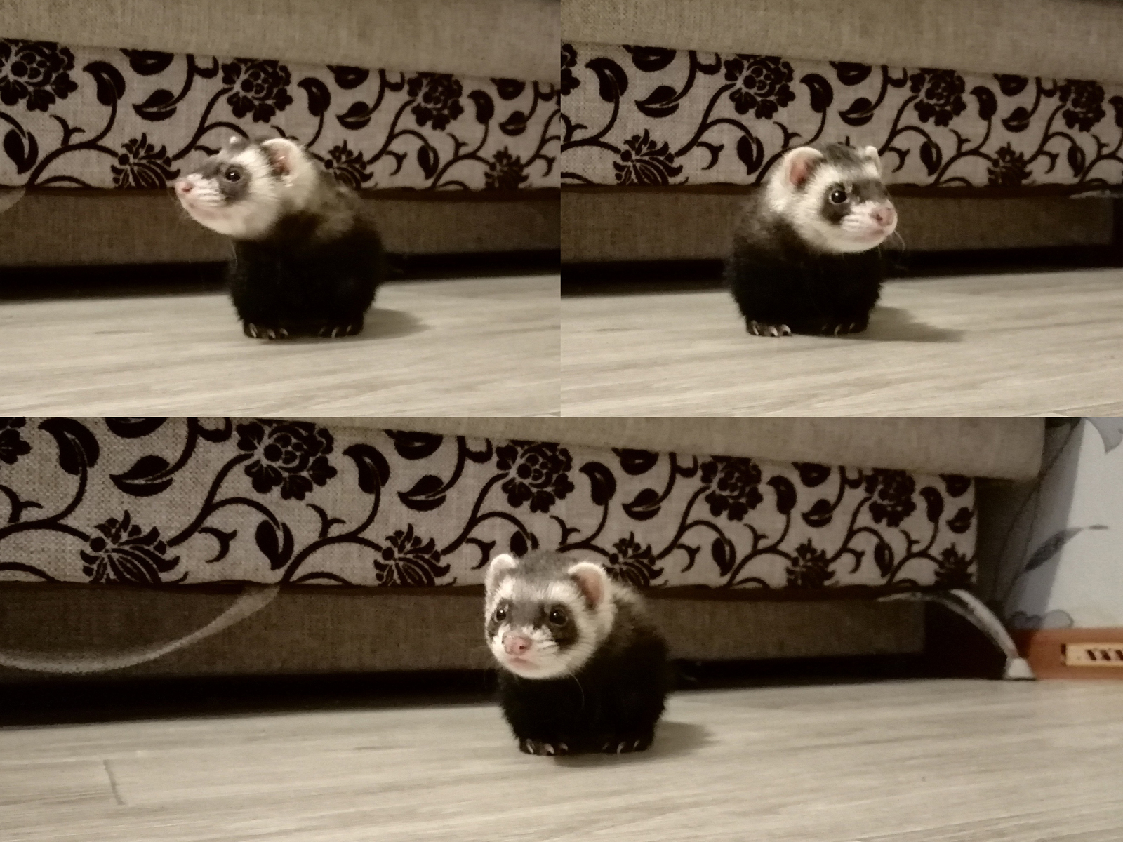 In search of adventures - My, Ferret, Pet, Pets