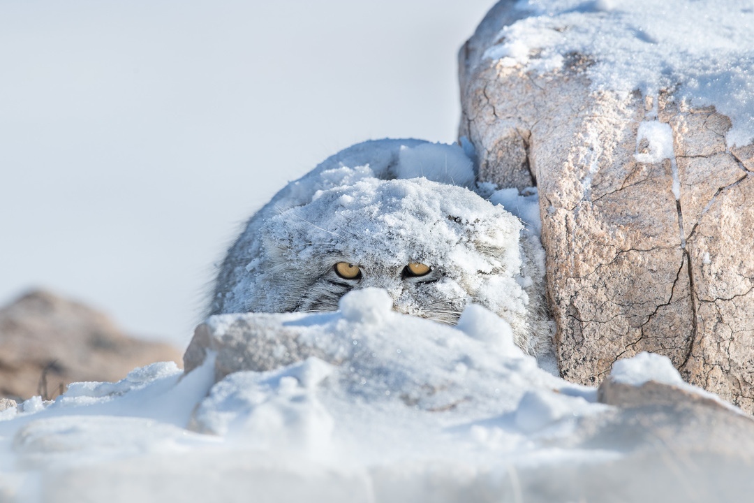 Замаскировался) - Манул, Фотография, Снег, Маскировка, Кот, Животные