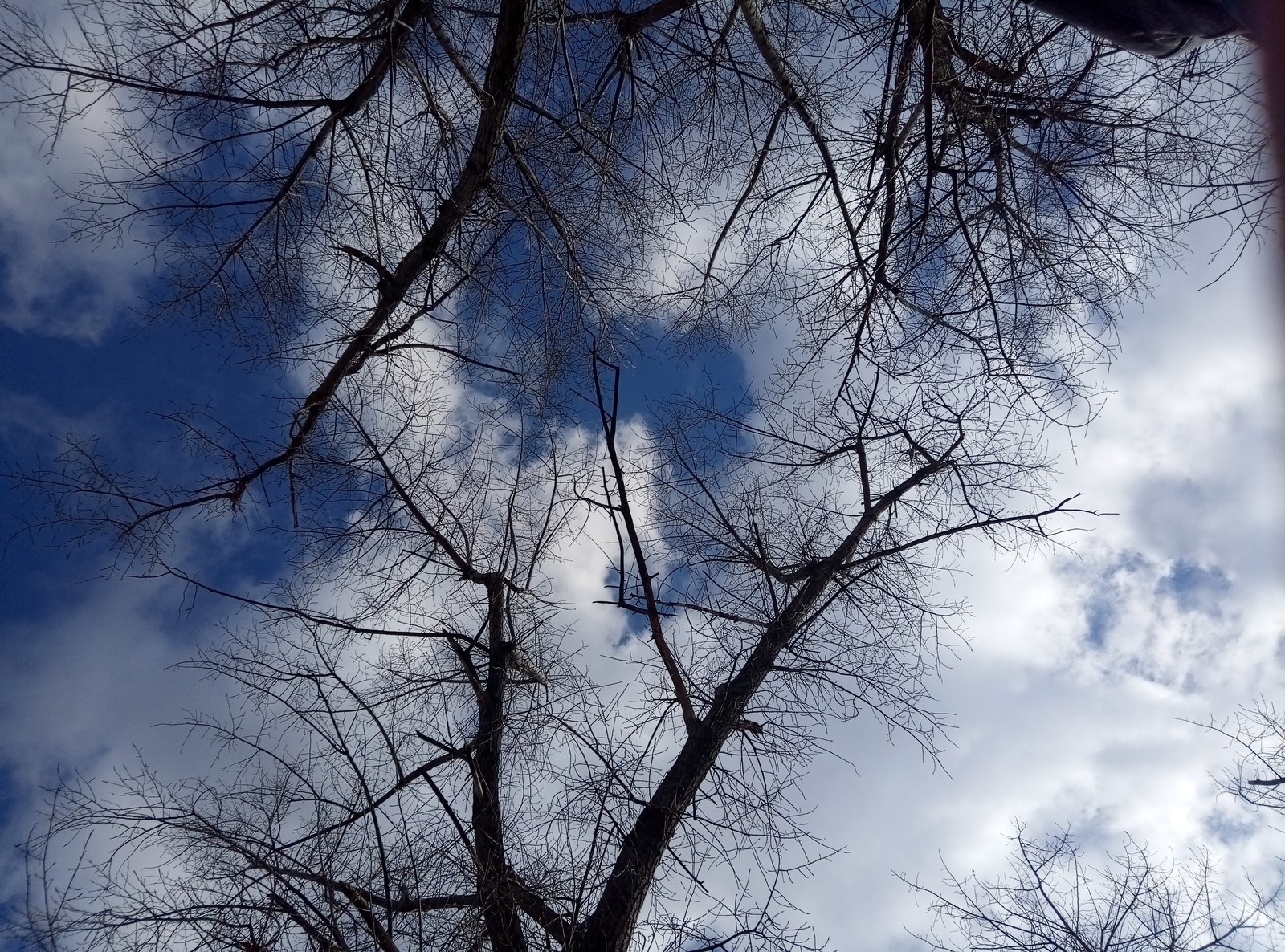 Trees are twins. - My, Mobile photography, Without processing, Nature, Longpost