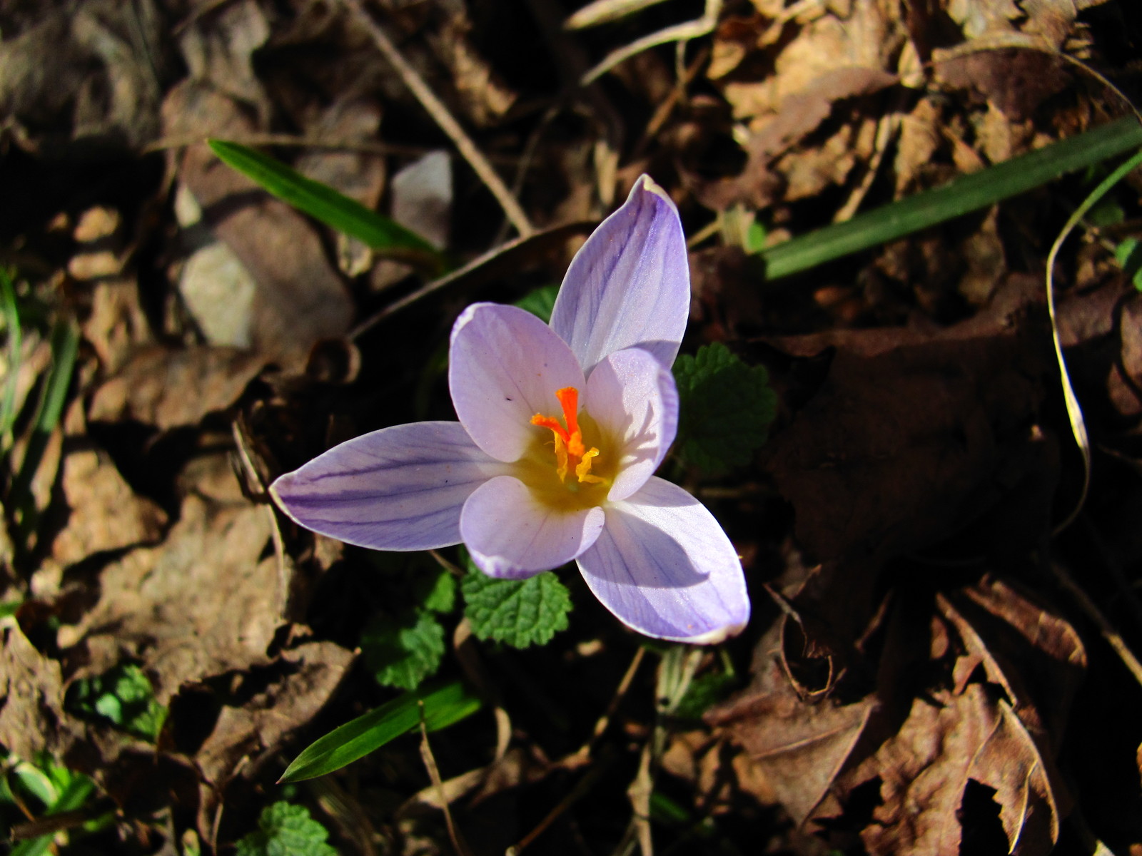 Lilac beauty - My, Spring, Primroses, Lilac flowers, Freshness, Longpost