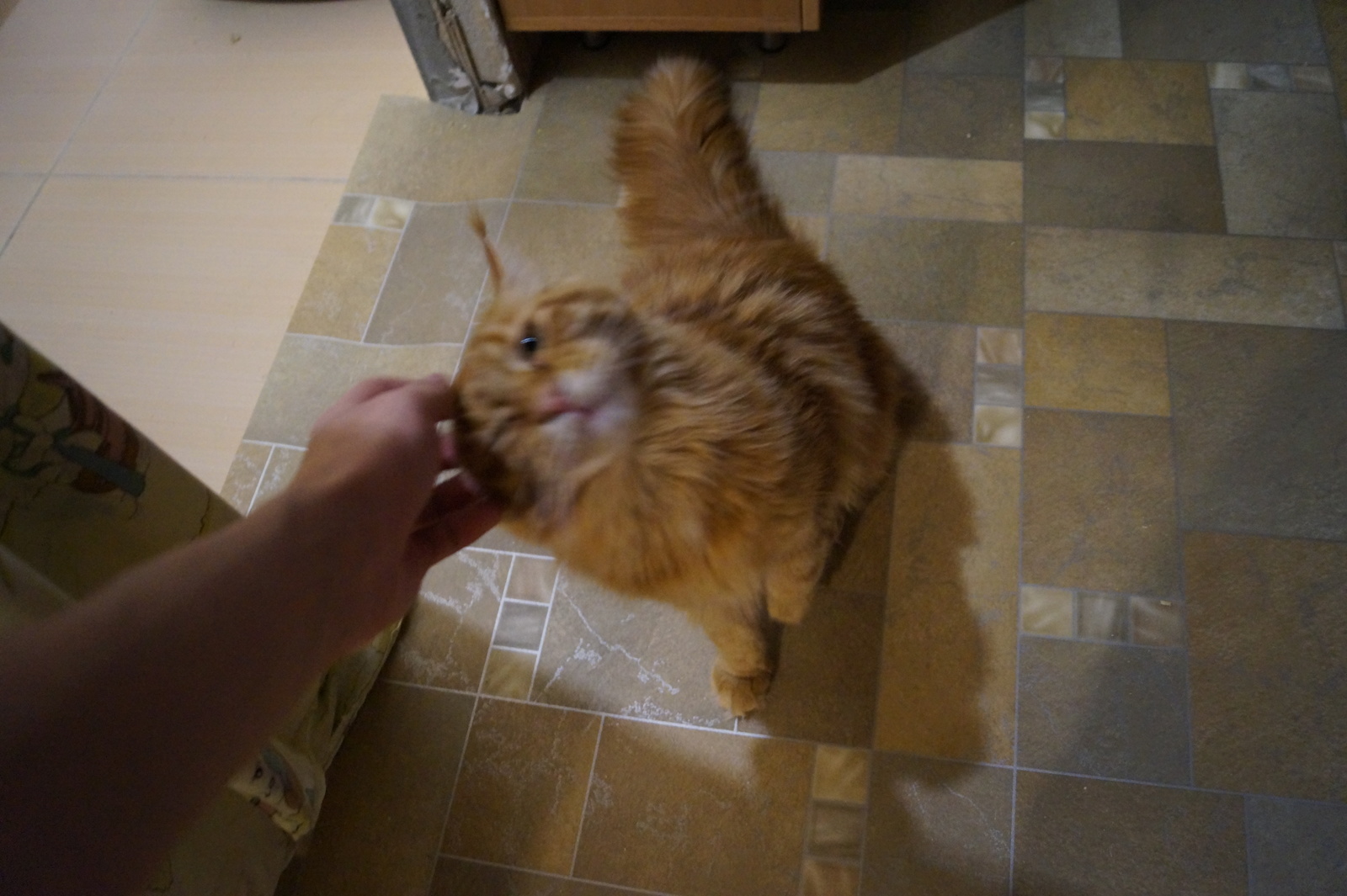 Cat in good hands - cat, In good hands, Novosibirsk, Maine Coon, Longpost, No rating