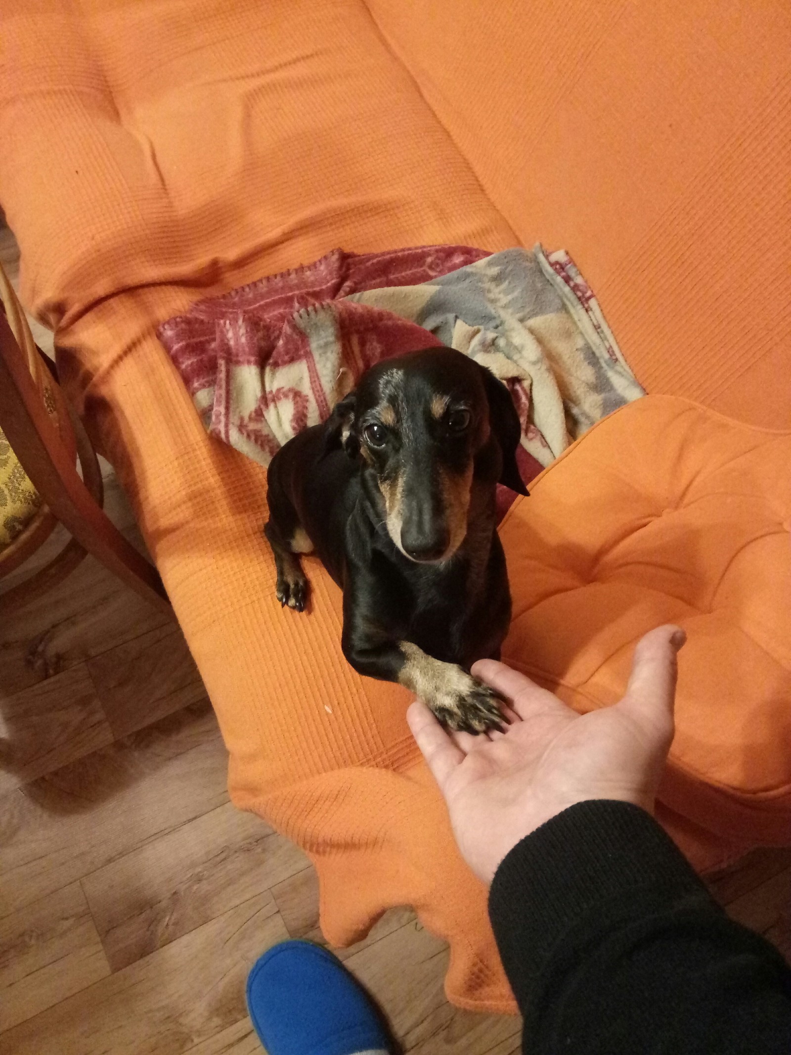 Devil number 13))) - My, cat, Dwarf dachshund, Milota, Receiving, Longpost, Pets