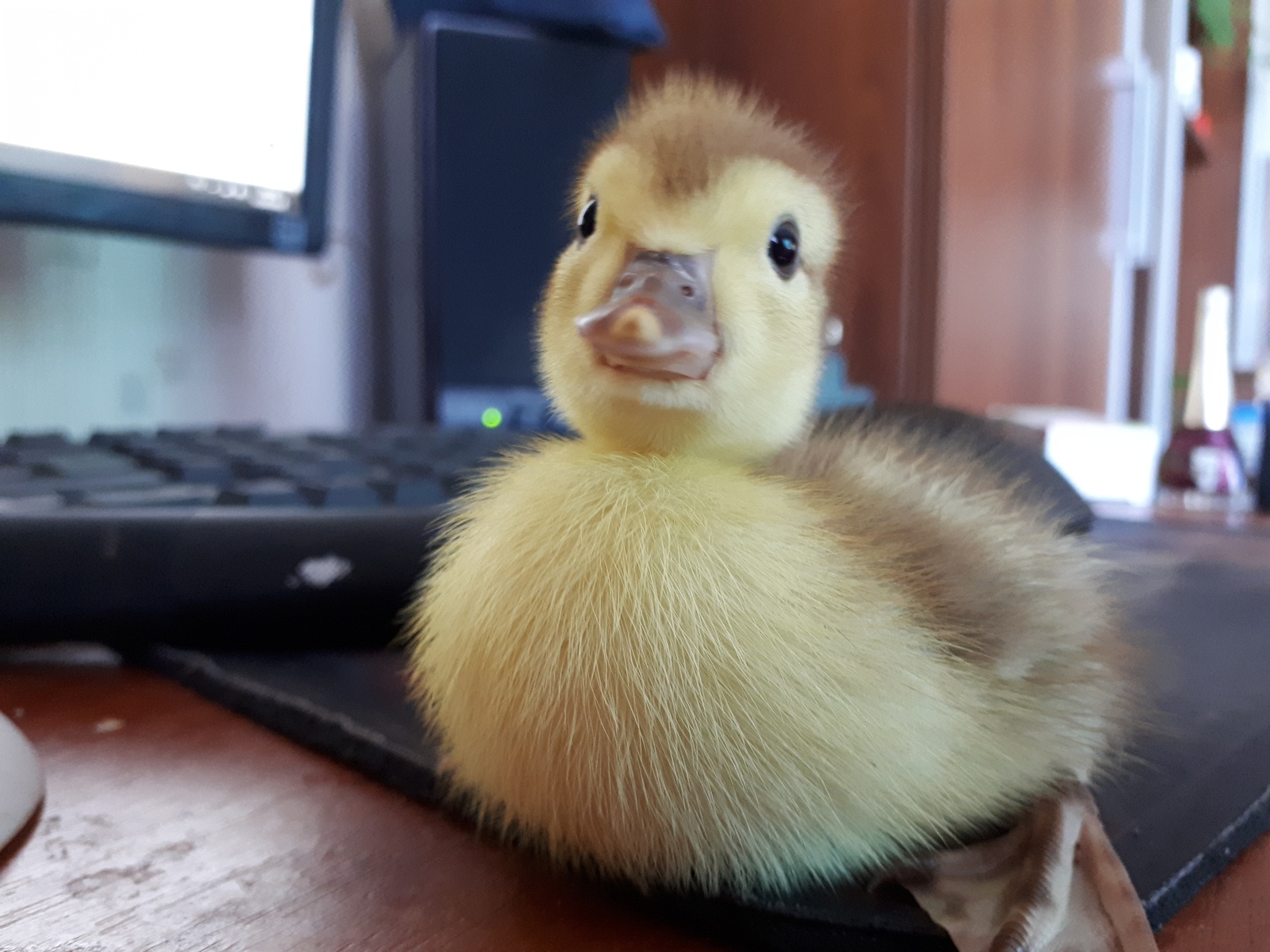 Help me choose a name for the duckling - My, Duck, Milota