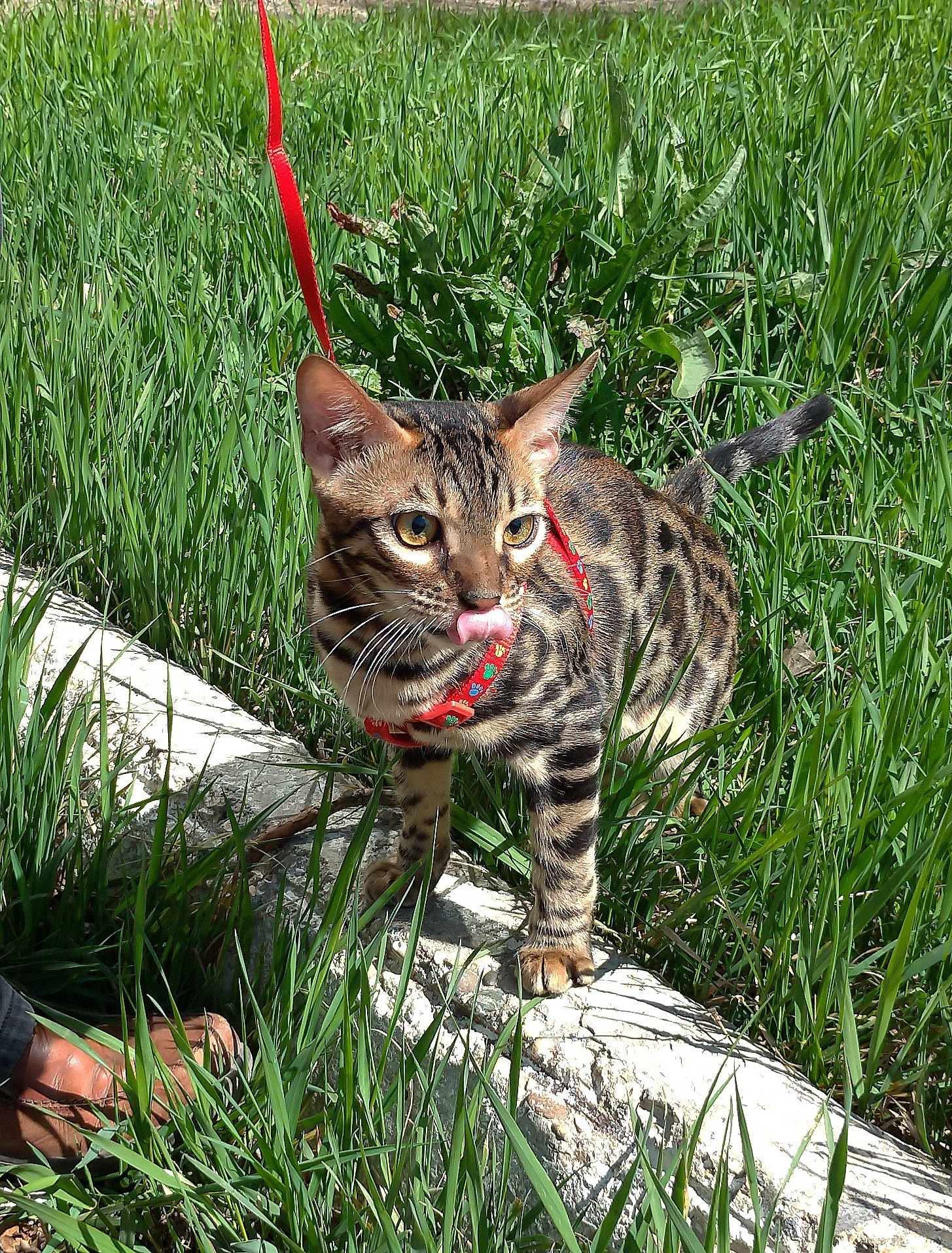 Первая прогулка - Моё, Кот, Котомафия, Бенгальская кошка, Милота, День рождения, Длиннопост, Пост 1 апреля 2019 г