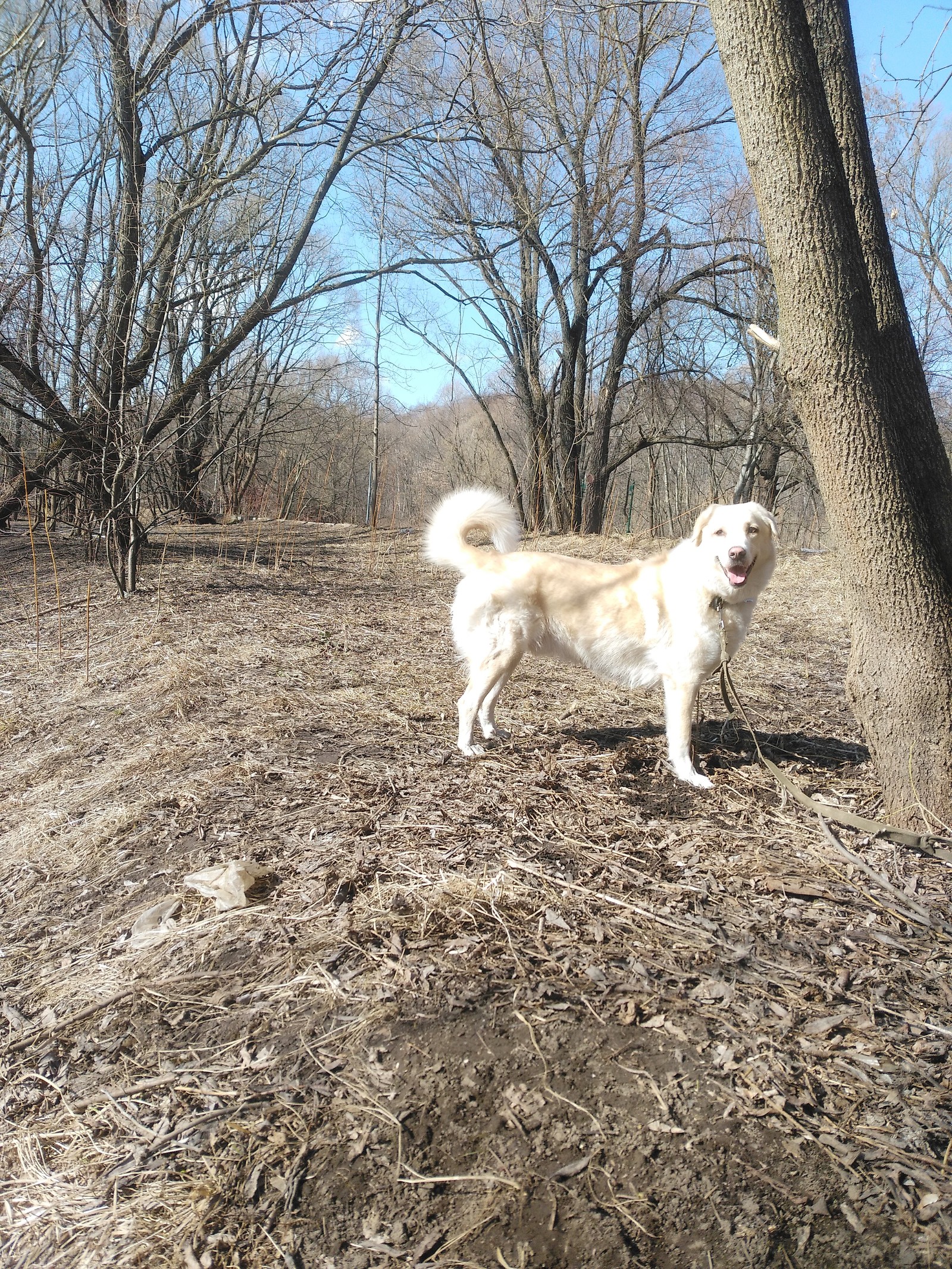 Waiting for warm days - My, Dog, Elk Island, Spring, Longpost, Fasting April 1, 2019