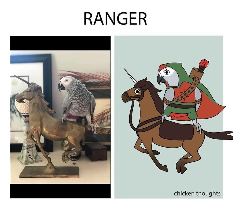 And what is your class? - A parrot, Class, Longpost, Pets, Dungeons & dragons