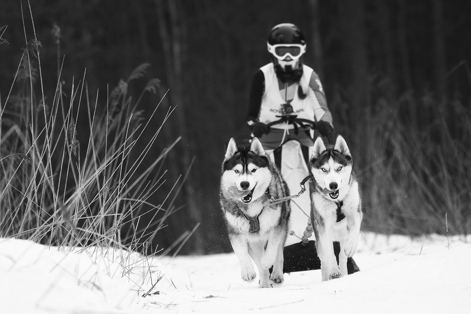 Fast Dogs (Part 2) - My, Dog, Riding sports, The photo, Longpost, Pets