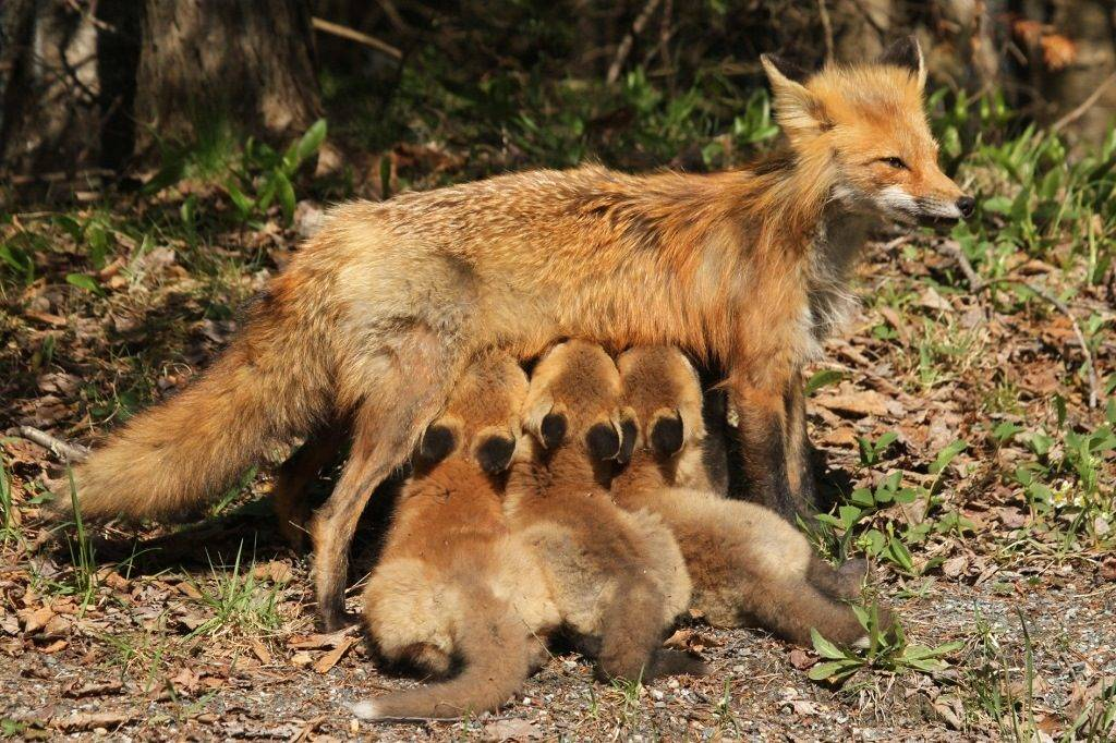 Mom and kids - Fox, Milota, Young, Animals, Wild animals, Feeding, The photo, Fox cubs