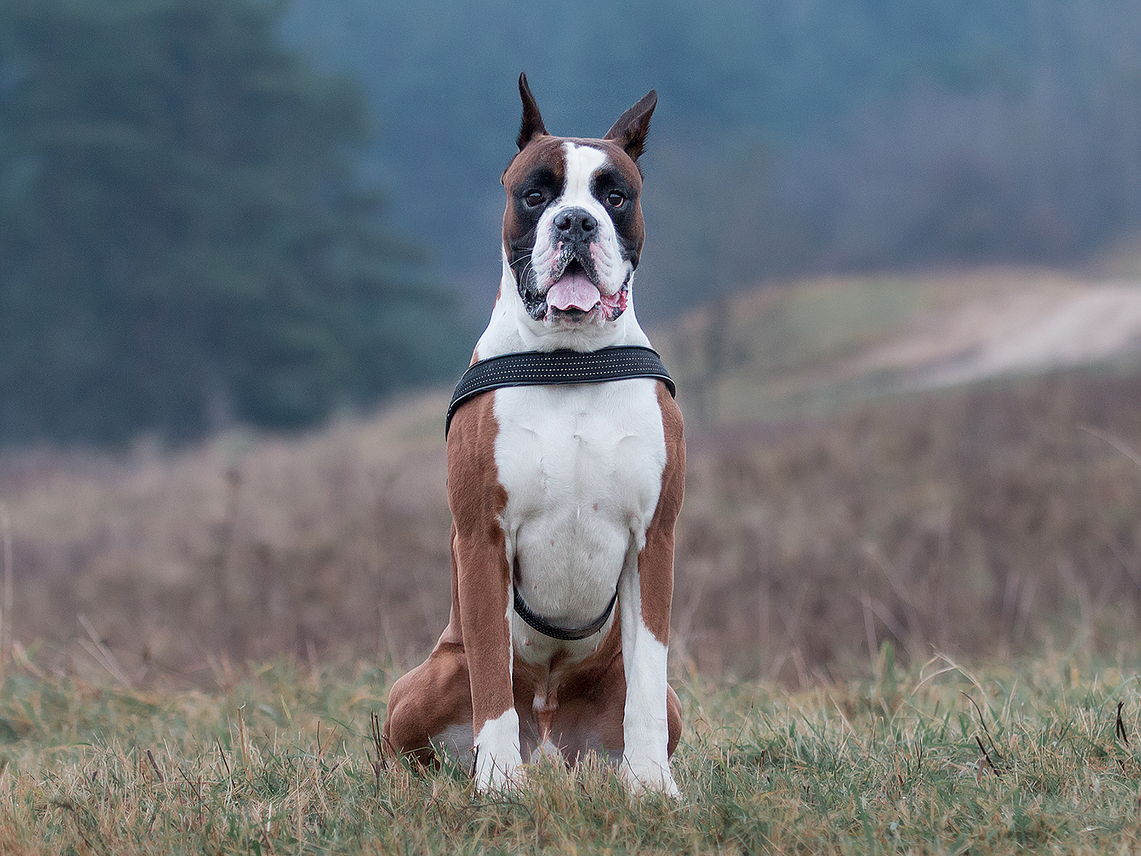 Boxer - My, Dog, The photo, Animals, Longpost