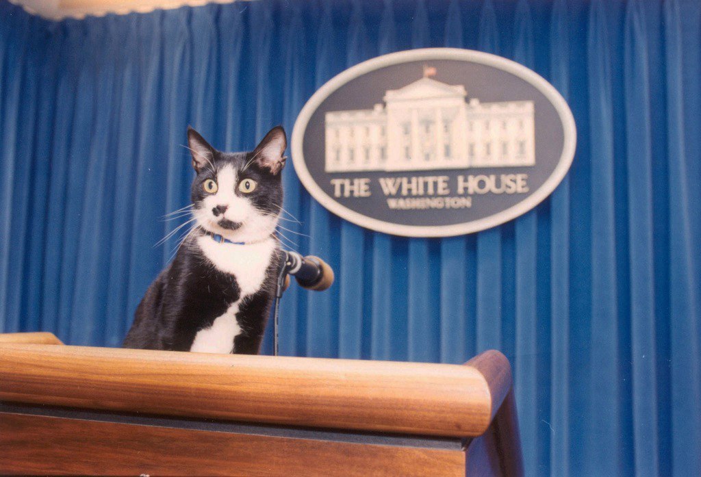 Bill Clinton's cat took the press secretary's podium at the White House, 1993 - USA, America, Clinton, Bill clinton, cat, The White house, Press secretary